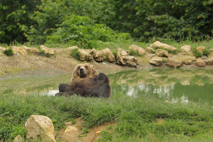 Transylvania with Dracula Castle, Bear Sanctuary and Brasov